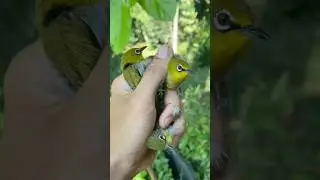 Buat pulut burung dari lem tikus #shorst #pulutburung