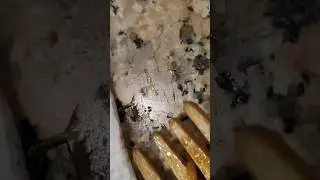 insects mating