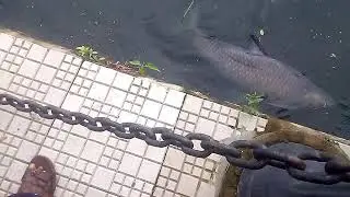 30kg blackcurb fish.subash sorobor beleghata lake.
