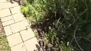 Summer Gardening Cilantro (FAIL)