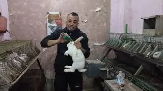  للارنب عمليه جراحيه في المخ في ثلاث دقائق تعال شوف بعينك وخليك صنايعي ارانب