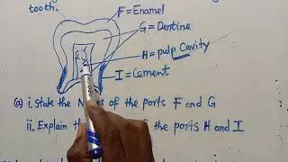 Biology ECZ Exams - Dentition Que Well Explained