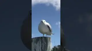 Seagull scream!!!!!