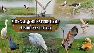 Epi 5: Offbeat Odisha | Mangalajodi Nature Camp | The Bird's Paradise | Puri to Rambha ride on Tiger