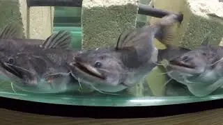 Feeding 7 goofy latex gulper catfish, 12