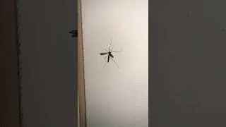 Crane Fly🪰     #nature #crazy #bug #shortvideo #shortsvideo #shorts #short #night #the #shortvideo