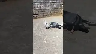 Pigeon Attitude Shayari😎 Status#kabootar #attitude #status #viral 🔥