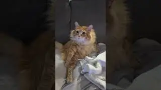 Walter is my muse 🎶😂 #cat #pet #cuteanimal #cutecat #cute #catvideos #cutepet #animal