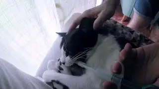 Botiqu&iacute;n para mascotas