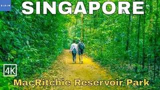 [4K] Nature Walking Tour Singapore | MacRitchie Reservoir Park 2021