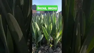 Весна,весна,поют грачи...#shortsnature #nature #tiktoknature #tiktokvideo #givof