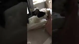 Eureka cat loves a brush massage