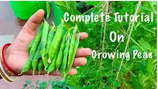 Complete Tutorial On Growing Organic Peas At Home / How To Grow Peas / Witer Vegetable