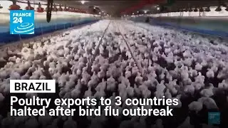 Mexico, Chile and Uruguay halt poultry imports from Brazil after bird flu outbreak • FRANCE 24