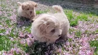 2021 04 30 Maltipoo pupperoo