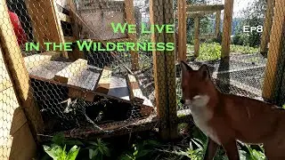 A Predator Attacks our Homestead | Ep8 |