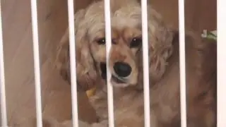 I&rsquo;m beautiful !  Right ? Funny face dog.