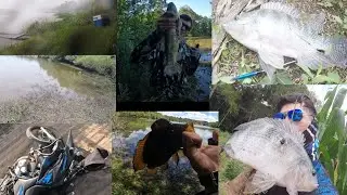 5 PESCARIA ALEATÓRIAS! QUE NÃO DEU VIDEO COMPLETO !🎣🔥 #pescacomestilingue #engracado #pesca #traira 