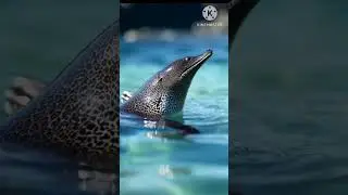 Top 10 Sea Animals You Must See | Ocean Life