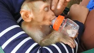 Baby Monkey Ploy Take Milk Faster, He Need Sweet Milk