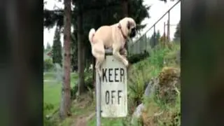 (31)PUG PICS