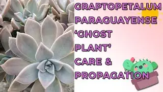 Уход и размножение Graptopetalum Paraguayense 'Ghost Plant'