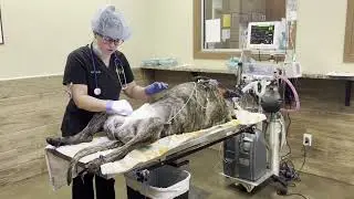 AVMA Video VTHT 1341 boxes 6 1 to 7 6