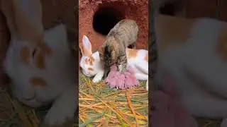 Cat Steals Bunny Baby