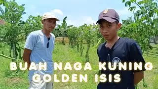 Budidaya Buah Naga Kuning (Golden Isis) Di Lahan Persawahan