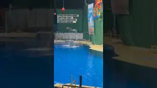 Dolphin show in Beijing Aquarium 🤩❤️ #dolphins #animalshow #aquarium #travelvlog #travel #beijing