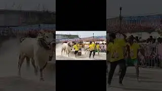RK bulls 🔥 narasimha come back 🔥🔥🔥🔥🔥