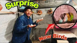 ਹੋਰ ਤੋਤੇ ਲੈ ਆਇਆ || New Birds Entry In My Home || #vloging #dailyvlog #petvlog  