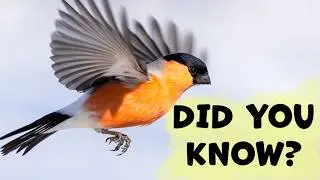 EURASIAN BULLFINCH What Should You Know?