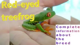 Red eyed treefrog. Pros and Cons, Price, How to choose, Facts, Care, History