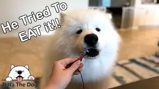 Tiny Mic, Big Dog ASMR | DataTheDog Enjoys Treats