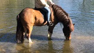 Birtir Icelandic Horse