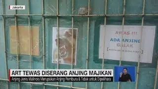 ART Tewas Digigit Anjing Pemburu Milik Majikan