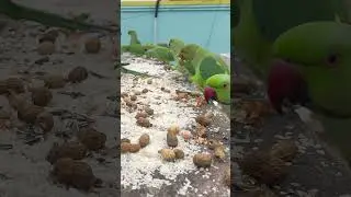 Talking green parrots 🦜