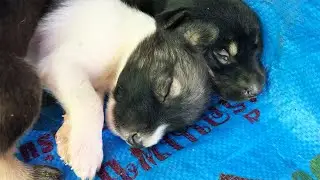 Newborn Puppy | Newborn Puppy Crying Sound