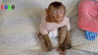 Little Adorable Monkey Koko Fall Asleep While He Waits Mom For Milk