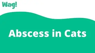 Abscess in Cats | Wag!