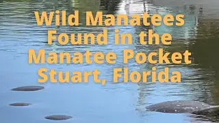 Wild Manatees Found in the Manatee Pocket in Stuart, Florida