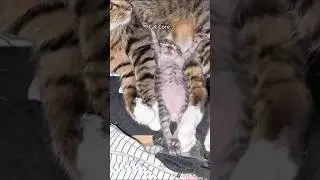Cats are very alert when they sleep#fyp #cat #fypシ #kitten