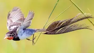 strange-tailed tyrant (Alectrurus risora) is a species of bird in the family Tyrannidae