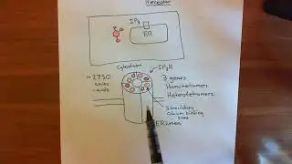 IP3 Receptors