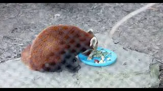 Picky Red Panda Eaters