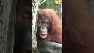 Hilarious Animal Antics Compilation - Try Not to Laugh!