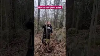 How to transplant a tree #treeplanting #treework #plantingtrees #diyproject #diytips #trees #gogreen