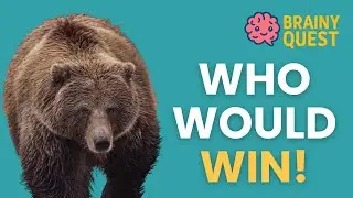 Animal Face-Off Quiz | Who Would Win in the Wild?