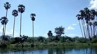 Vellanguli boys